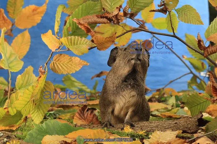 : Domestic Guinea pig in a decoration : Domestic Guinea pig in a decoration
