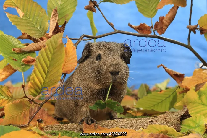 : Domestic Guinea pig in a decoration : Domestic Guinea pig in a decoration