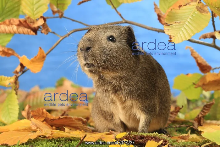 : Domestic Guinea pig in a decoration : Domestic Guinea pig in a decoration