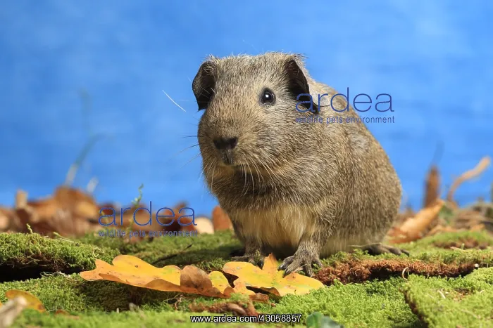 : Domestic Guinea pig in a decoration in studio : Domestic Guinea pig in a decoration in studio