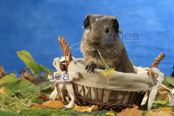  : Domestic Guinea pig eating a flower in a basket