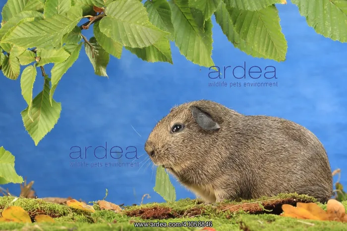 : Domestic Guinea pig eating a leaf in a decoration : Domestic Guinea pig eating a leaf in a decoration