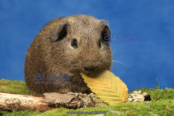 : Domestic Guinea pig eating a leaf in a decoration : Domestic Guinea pig eating a leaf in a decoration