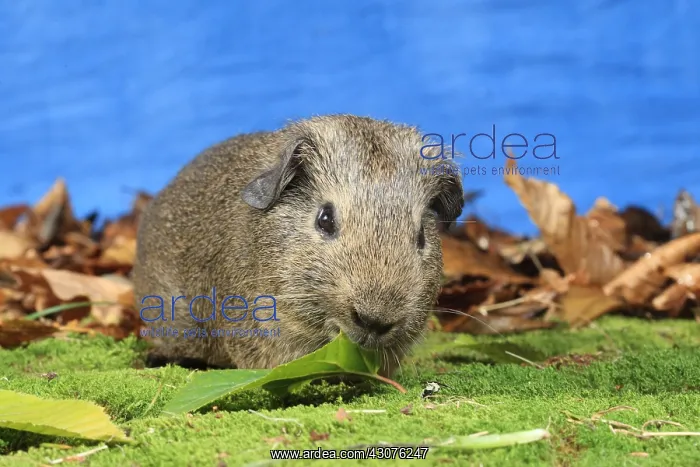 : Domestic Guinea pig eating a leaf in a decoration : Domestic Guinea pig eating a leaf in a decoration