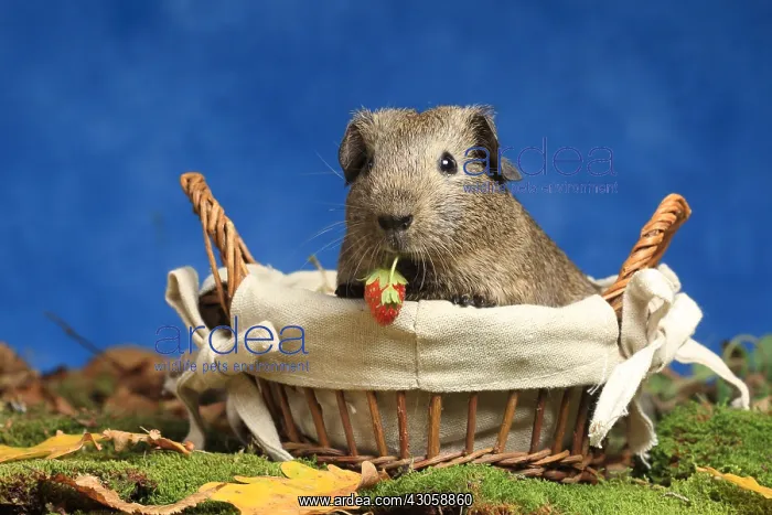 : Domestic Guinea pig eating a strawberry in a basket : Domestic Guinea pig eating a strawberry in a basket