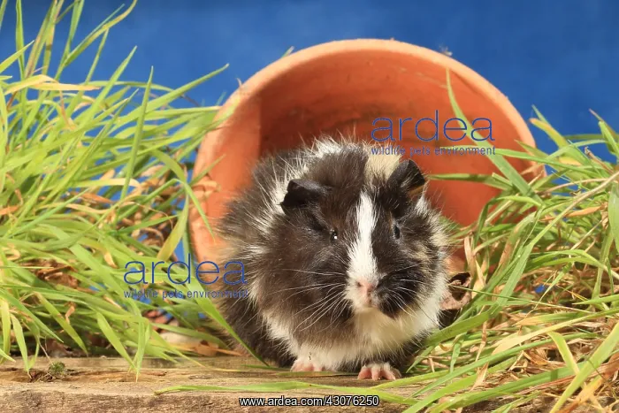 : Domestic Guinea pig in a flower pot in a decoration : Domestic Guinea pig in a flower pot in a decoration