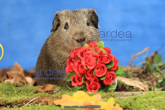 : Domestic Guinea pig with flowers in a decoration : Domestic Guinea pig with flowers in a decoration