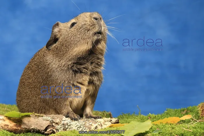 : Domestic Guinea pig smelling the air in a decoration : Domestic Guinea pig smelling the air in a decoration