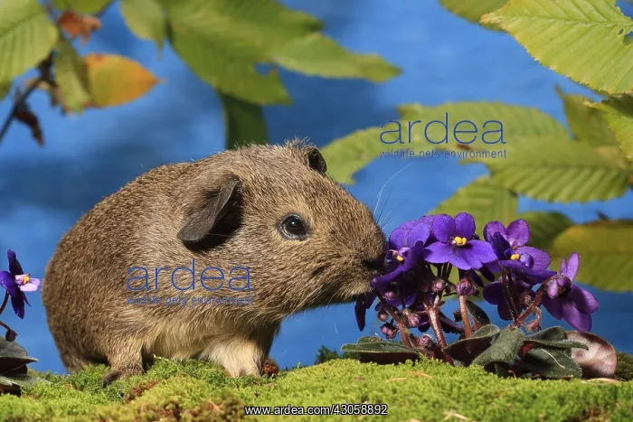 : Domestic Guinea pig smelling flowers in a decoration : Domestic Guinea pig smelling flowers in a decoration