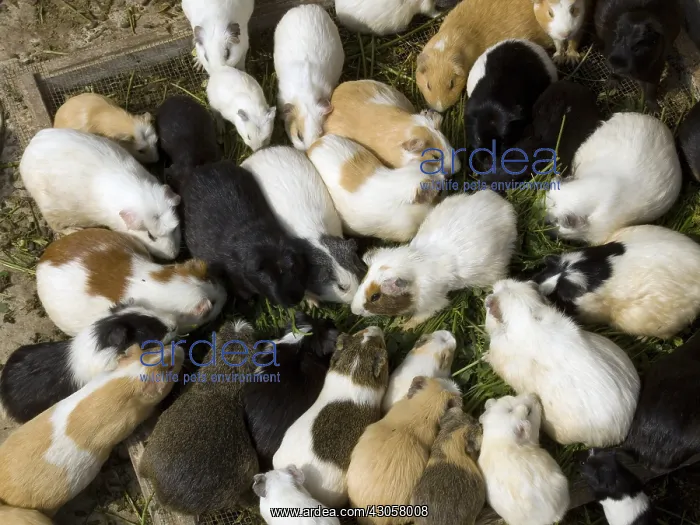 : Domestic Guinea Pigs eating in a cage Lima Peru : Domestic Guinea Pigs eating in a cage Lima Peru