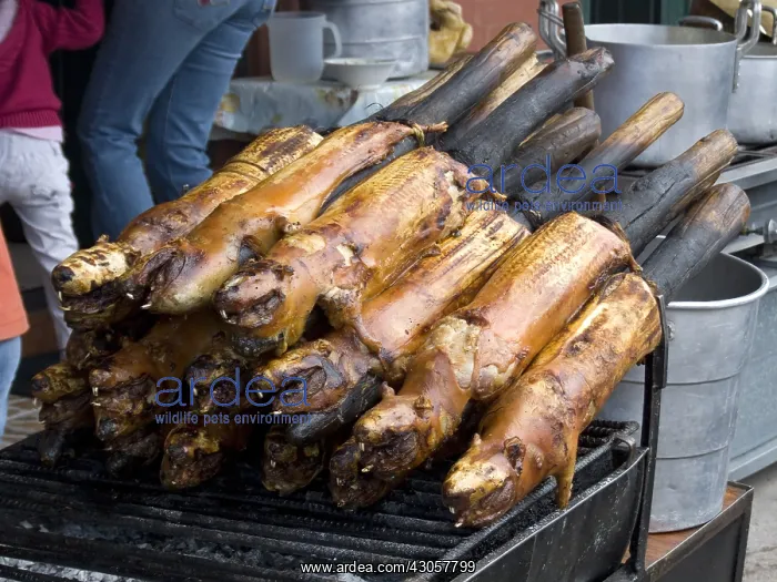 : Domestic Guinea Pigs grilled Quito Ecuador : Domestic Guinea Pigs grilled Quito Ecuador