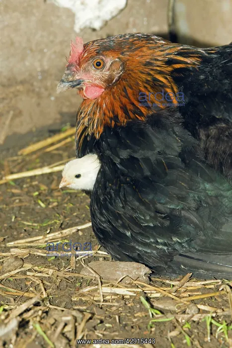 : Domestic Hen - brooding chick under feathers - in hen shed : Domestic Hen - brooding chick under feathers - in hen shed