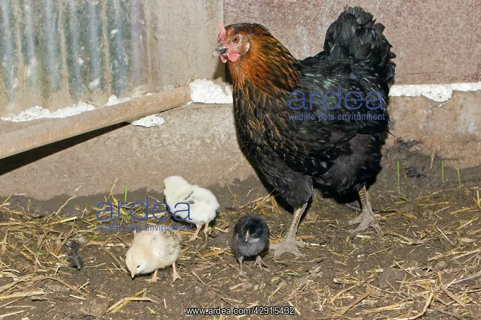 : Domestic Hen - with three chicks in hen shed : Domestic Hen - with three chicks in hen shed