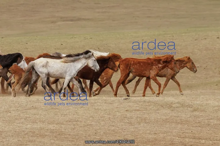 : DOMESTIC HORSE : DOMESTIC HORSE