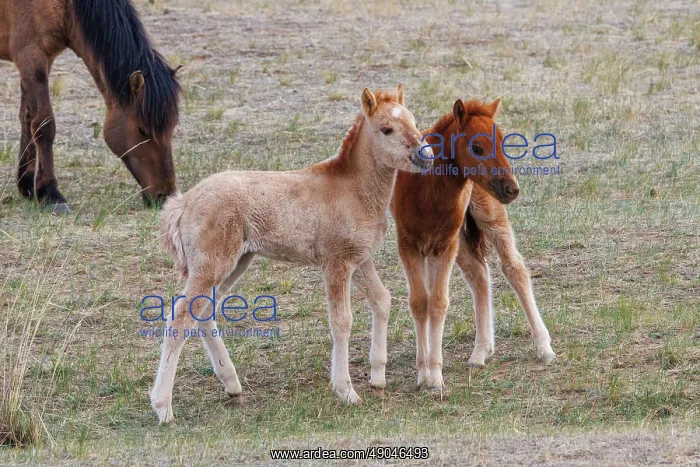 : DOMESTIC HORSE : DOMESTIC HORSE