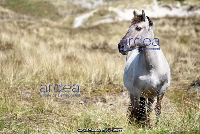 : Horse. Domestic Horse (Equus caballus) in a dune area : Horse. Domestic Horse (Equus caballus) in a dune area