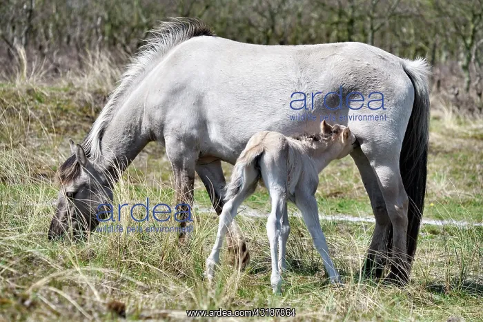 : Horse. Domestic Horse (Equus caballus) mare with foal in a dune area : Horse. Domestic Horse (Equus caballus) mare with foal in a dune area