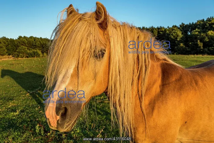 : Domestic horse (Equus caballus) in a meadow, animal : Domestic horse (Equus caballus) in a meadow, animal