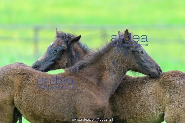 : Domestic horse, two foal on the pasture : Domestic horse, two foal on the pasture