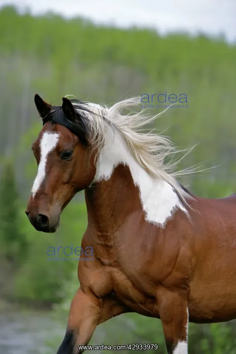 : Domestic Horse Pinto Gelding : Domestic Horse Pinto Gelding