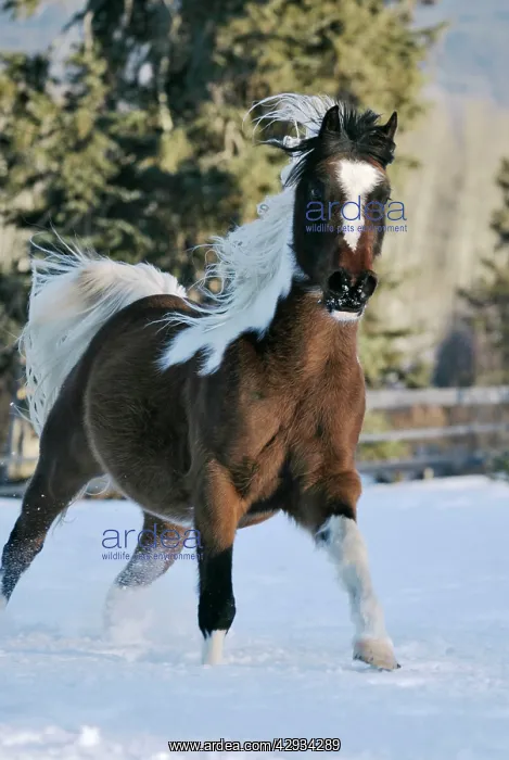 : Domestic Horse - Pinto Gelding gallopingSin snow : Domestic Horse - Pinto Gelding gallopingSin snow