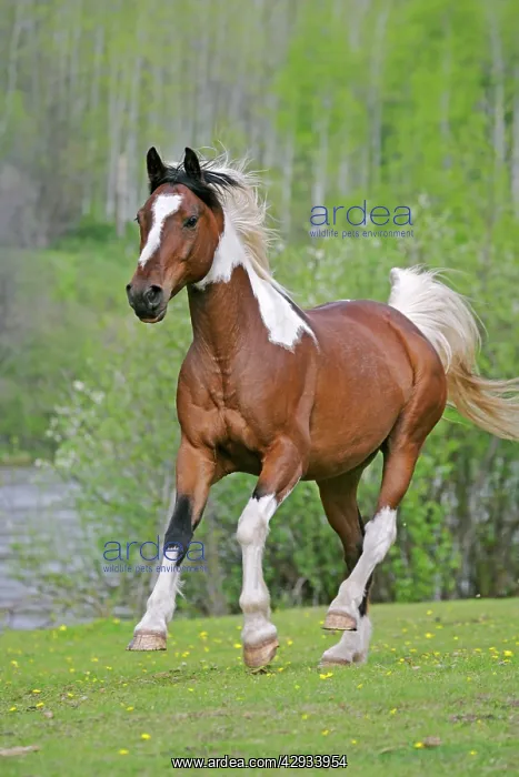 : Domestic Horse Pinto Gelding running in meadow : Domestic Horse Pinto Gelding running in meadow