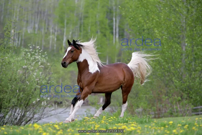 : Domestic Horse Pinto Gelding running in meadow : Domestic Horse Pinto Gelding running in meadow