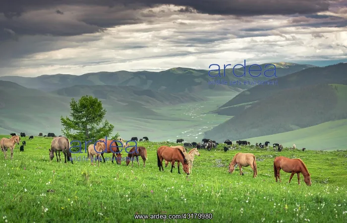 : Domestic Horses (Equus ferus caballus) in summer : Domestic Horses (Equus ferus caballus) in summer