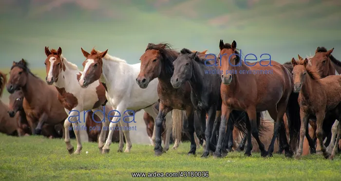 : Domestic Horses (Equus ferus caballus) in summer : Domestic Horses (Equus ferus caballus) in summer