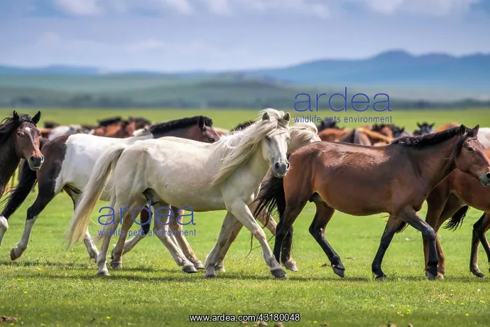 : Domestic Horses (Equus ferus caballus) in summer : Domestic Horses (Equus ferus caballus) in summer