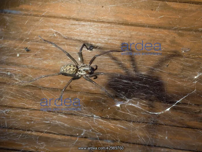 : Domestic House Spider : Domestic House Spider