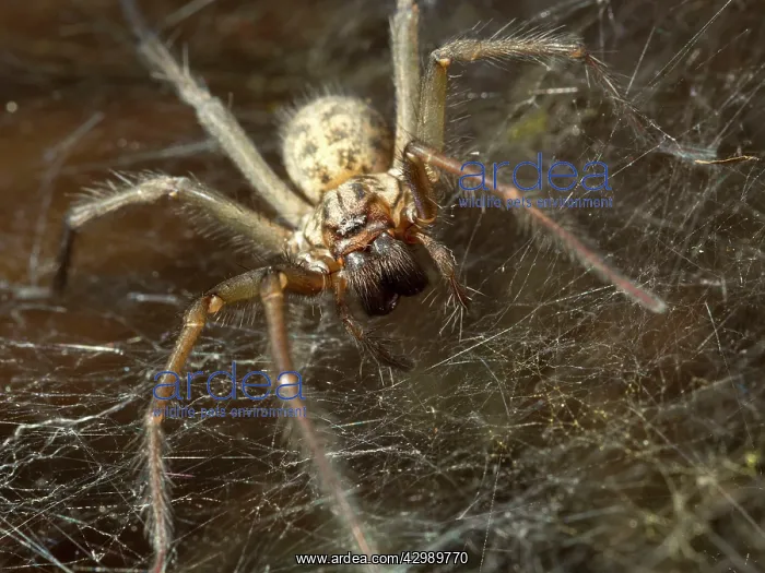 : Domestic House Spider : Domestic House Spider