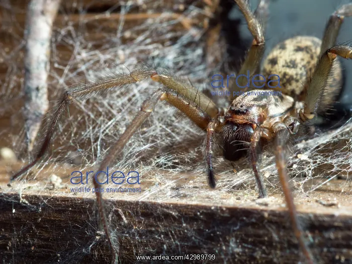 : Domestic House Spider : Domestic House Spider