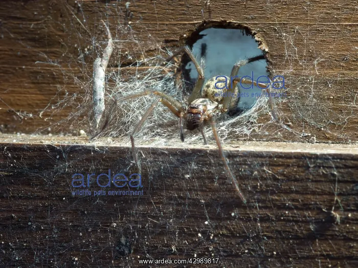 : Domestic House Spider : Domestic House Spider