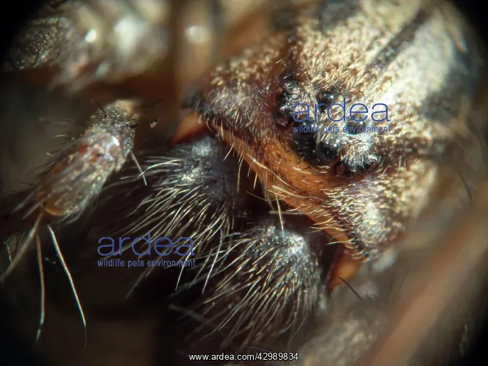 : Domestic House Spider : Domestic House Spider