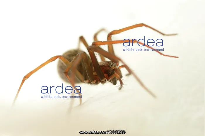 : Domestic House Spider : Domestic House Spider