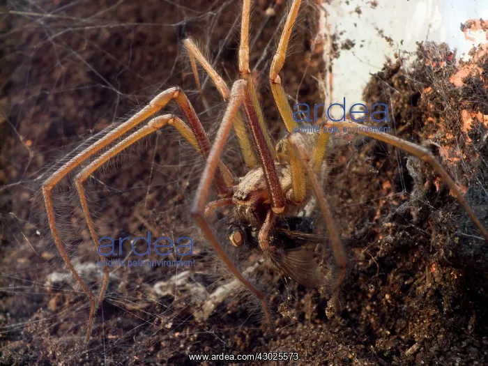 : Domestic House Spider Barn Funnel Weaver feeding on fly : Domestic House Spider Barn Funnel Weaver feeding on fly