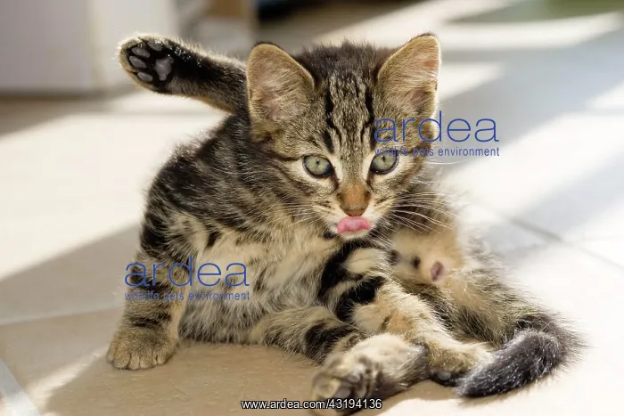 : Domestic kitten cleaning itself, Germany, Europe : Domestic kitten cleaning itself, Germany, Europe