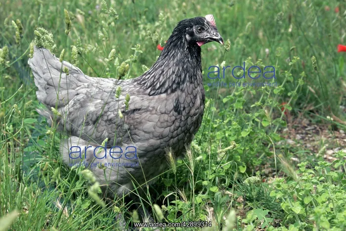  : Domestic livestock - Chicken
