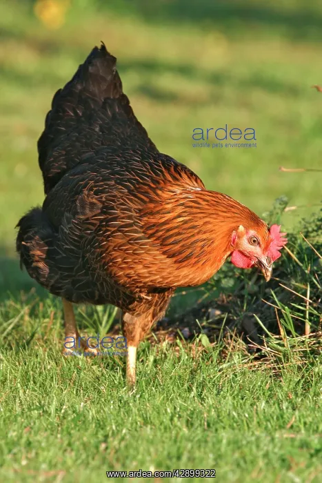  : Domestic livestock - Chicken
