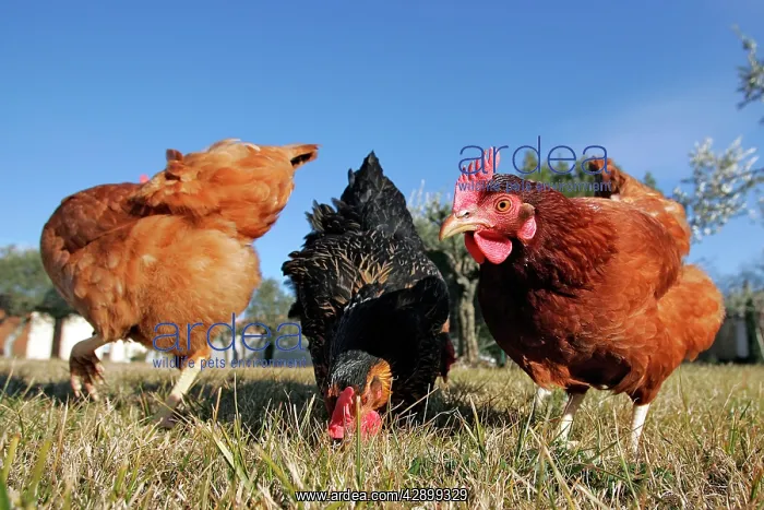  : Domestic livestock - Chickens