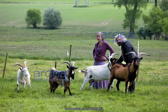 : Domestic Livestock - couple with male goats in meadow : Domestic Livestock - couple with male goats in meadow