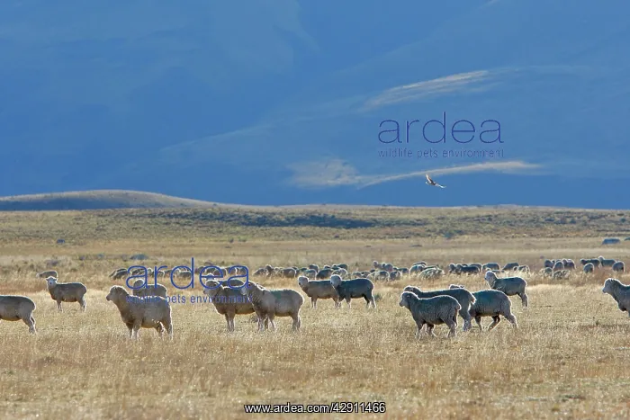 : Domestic Merino Sheep : Domestic Merino Sheep