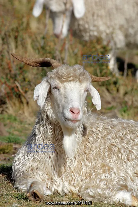 : Domestic Merino Sheep : Domestic Merino Sheep