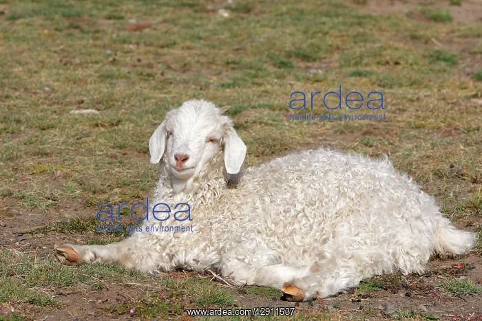 : Domestic Merino Sheep : Domestic Merino Sheep