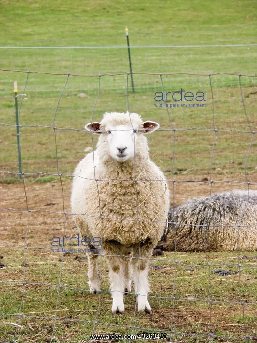 : Domestic mixed-breed dairy sheep : Domestic mixed-breed dairy sheep