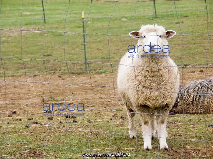 : Domestic mixed-breed dairy sheep : Domestic mixed-breed dairy sheep