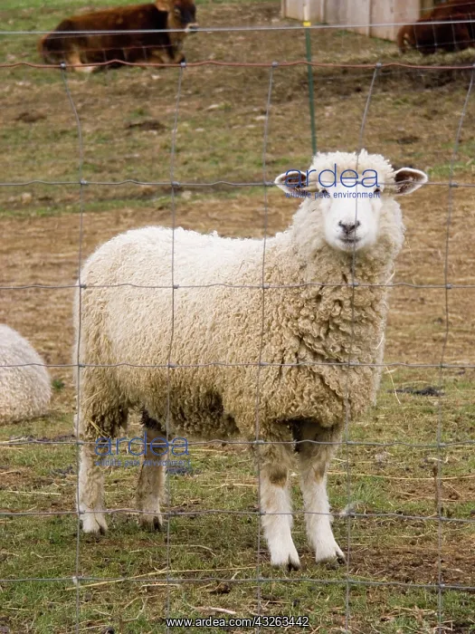 : Domestic mixed-breed dairy sheep : Domestic mixed-breed dairy sheep