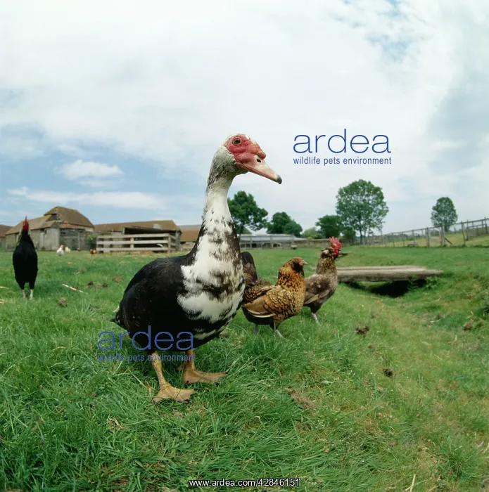  : Domestic Muscovy DUCKS in farmyard