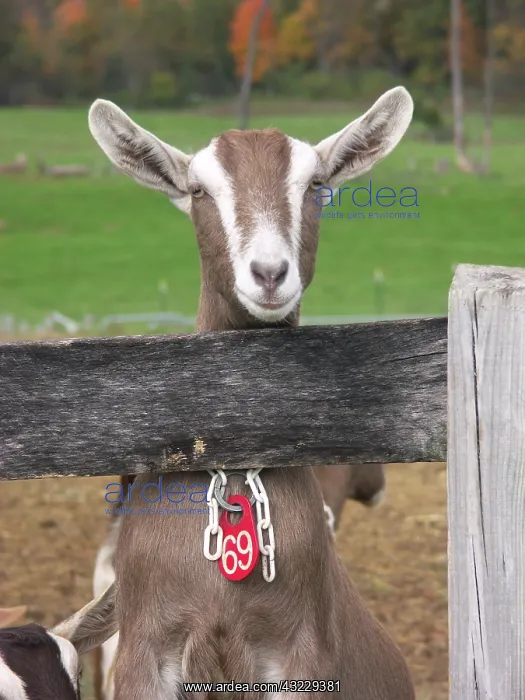 : Domestic Nubian dairy goat : Domestic Nubian dairy goat